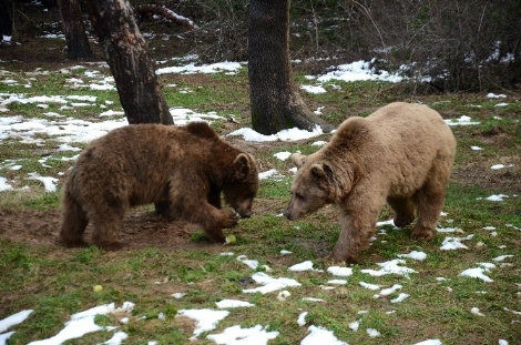 Yesilcamayılar1 (1)